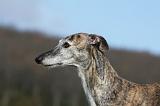 GALGO 013